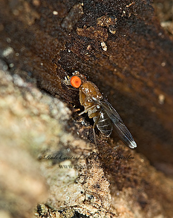 Chymomyza amoena VINEGAR FLY 6007866z
