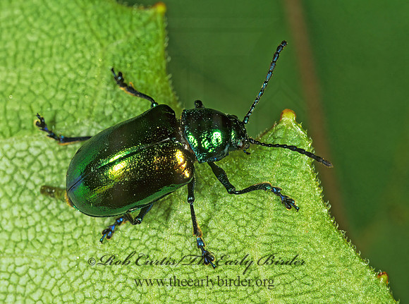 Chrysochus auratus 1113421z