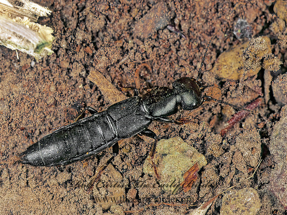 Tasgius ater 180212z