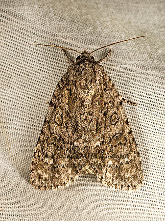 Acronicta  DAGGER MOTH  9049857z