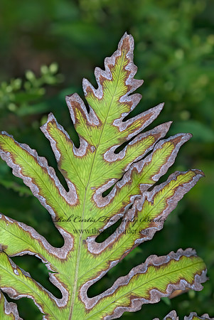 Onoclea sensibilis  SENSITIVE FERN 7014996z
