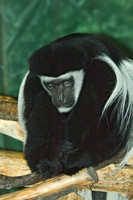 Colobus guereza BLACK & WHITE COLOBUS MONKEY 5017248z