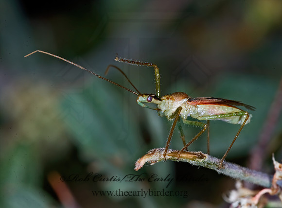 Zelus renardii 7009862z