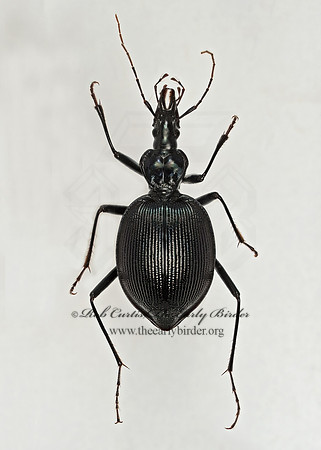 Scaphinotus andrewsii  SNAIL-EATING BEETLE 9017304z