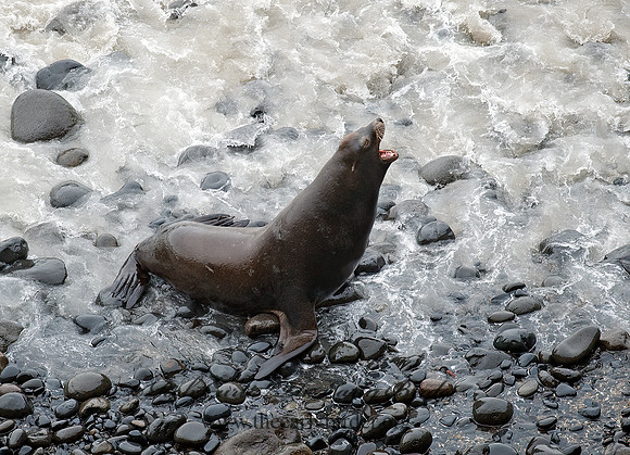 Zalophus californianus  CALIFORNIA SEA LION 8019685z