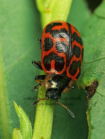 Chrysomela knabi~ 207622z
