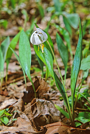 Erythronium albidium  WHITE TROUT LILY 288422z