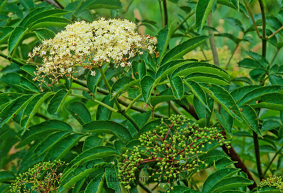 Sambucus canadensis   COMMON ELDERBERRY 277720z