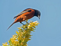 Icterus spurius  ORCHARD ORIOLE 9044725z
