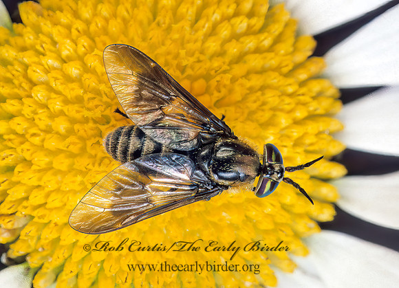 Chrysops frigidus  DEER FLY 177934z