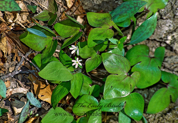 Anemone acutiloba  SHARPLOBED HEPATICA 298721z