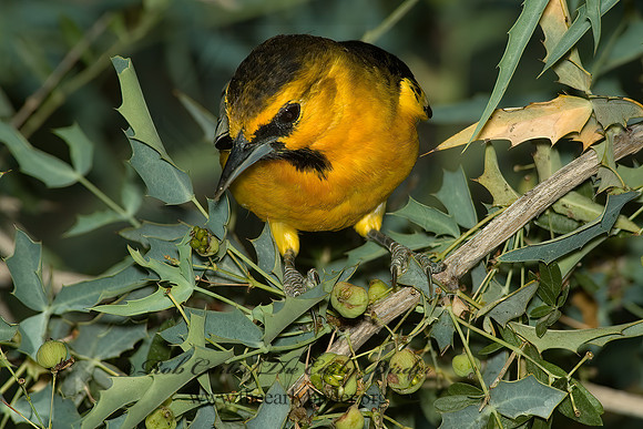 Icterus bullockii  BULLOCK'S ORIOLE 5005543z