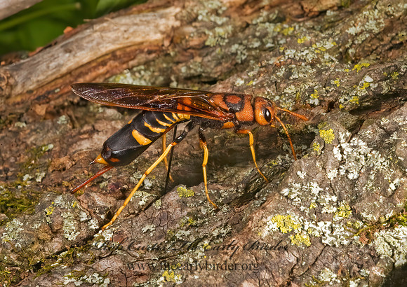 Tremex columba 8007377z