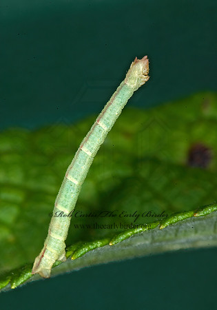 Chlorochlamys chloroleucaria  BLACKBERRY LOOPER 6013879z