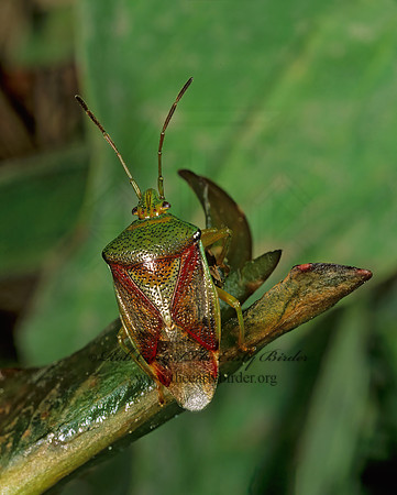 Elasmostethus interstinctus 238712z