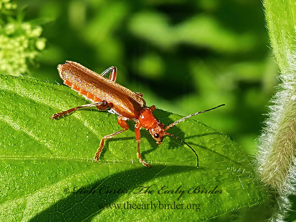 Cantharis livida  SOLDIER BEETLE 2000067z