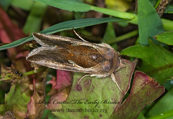 Anagrapha falcifera  CELERY LOOPER MOTH 6013165z