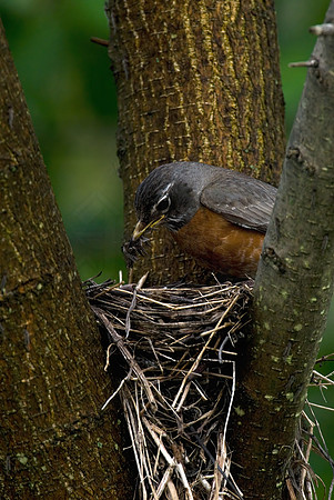 Turdus migratorius  AMERICAN ROBIN 6005515z