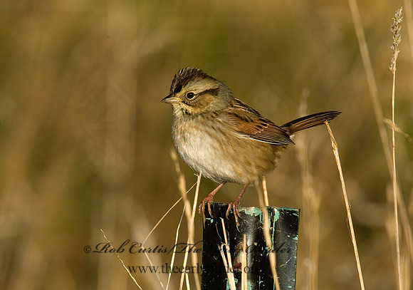 Melospiza georgiana  SWAMP SPARROW 5016843z