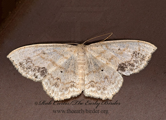 Scopula limboundata LARGE LACE-BORDER 8023344z