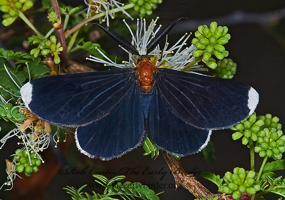 Melanchroia chephise WHITE TIPPED-BLACK MOTH 7005993z