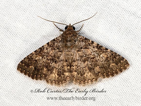 Matigramma OPHIUSINI EREBID MOTH 3038909z