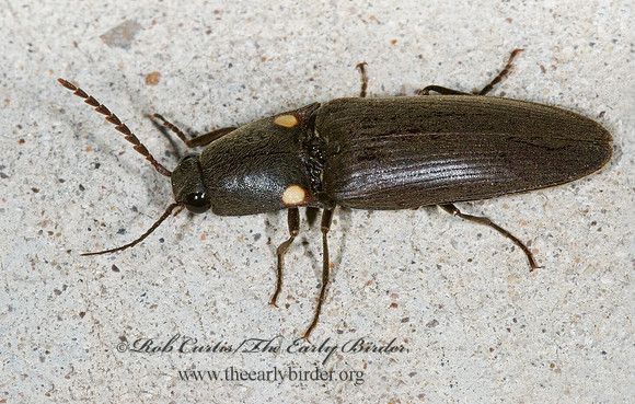 Deilelater physoderus 6024208z