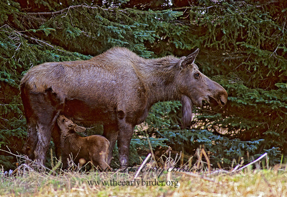 Alces alces  MOOSE 233108 z