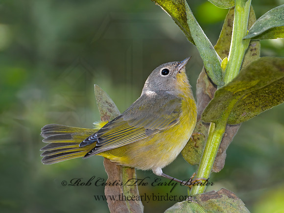 Oreothlypis ruficapilla  NASHVILLE WARBLER 9004178-1 z
