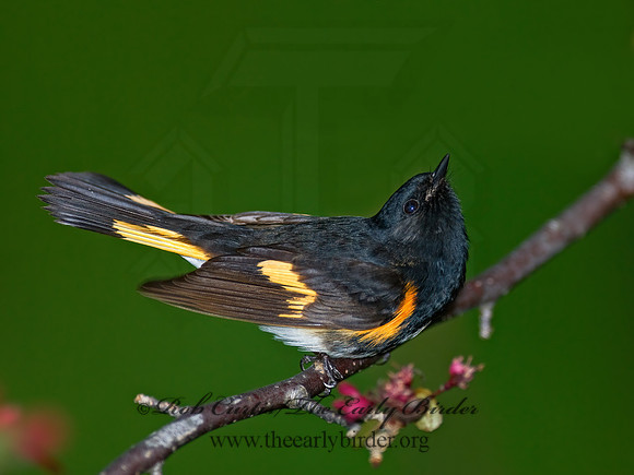 Setophaga ruticilla  AMERICAN REDSTART 7014622z
