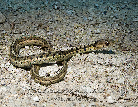 Thamnophis sirtalis  EASTERN GARTER SNAKE 8014128z
