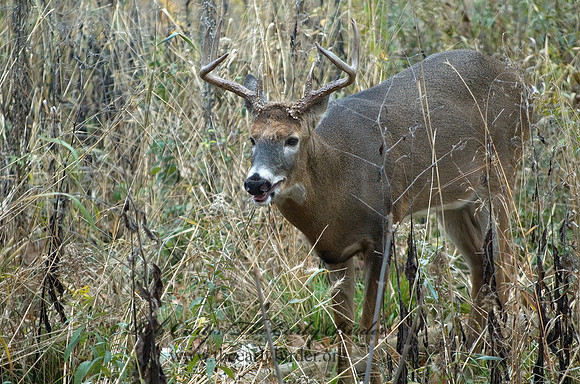 Odocoileus virginianus  WHITE-TAILED DEER 5017104z