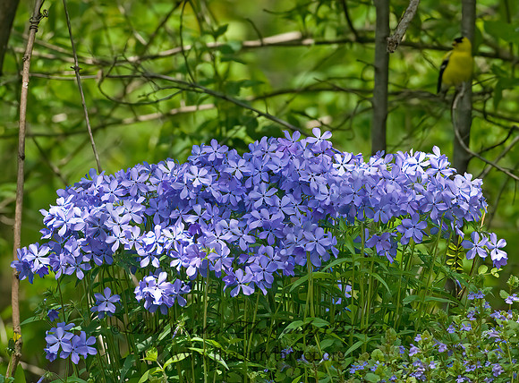 Phlox divaricata  BLUE PHLOX 7016373z