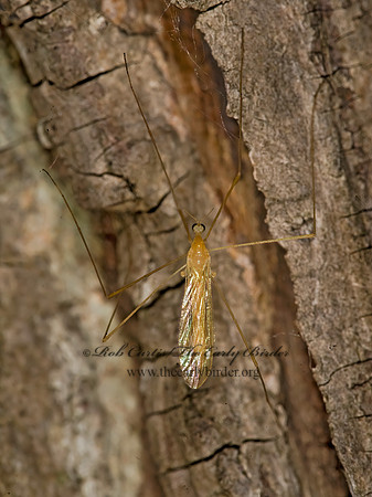 Austrolimnophila toxoneura LIMONIID CRANE FLY 8014826z