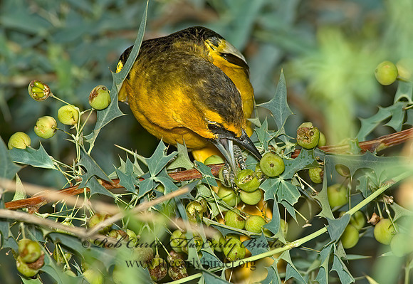 Icterus bullockii  BULLOCK'S ORIOLE 5005542z