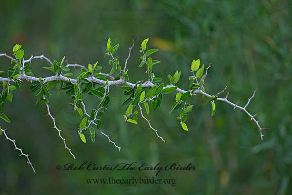 Celtis ehrenbergiana  SPINY HACKBERRY 6040602z