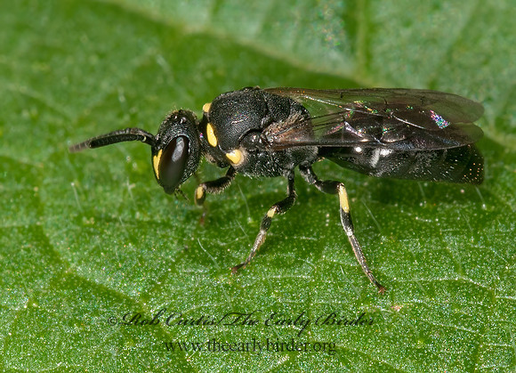 Hylaeus (Prosopis) modestus  YELLOW FACED BEE~ 3015484z