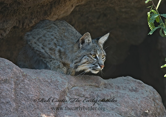 Lynx rufus  BOBCAT 5005689z