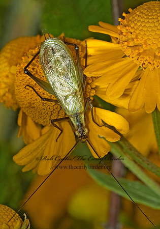 Oecanthus forbesi or nigricornis  TREE CRICKET 5001116z