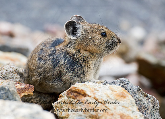 Ochotona princeps  AMERICAN PIKA 7010530z