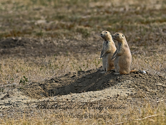 Cynomys ludovicianus  BLACK-TAILED PRAIRIE DOG 6036669z