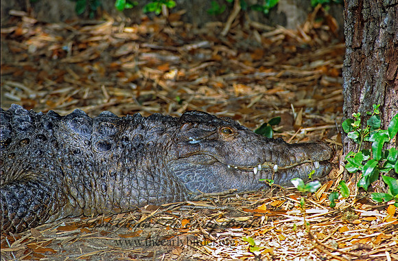 Crocodylus mindorens  PHILLIPINE CROCODILE 276721z