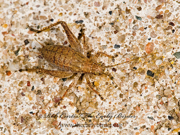 Orocharis saltator  JUMPING BUSH CRICKET 8008246z