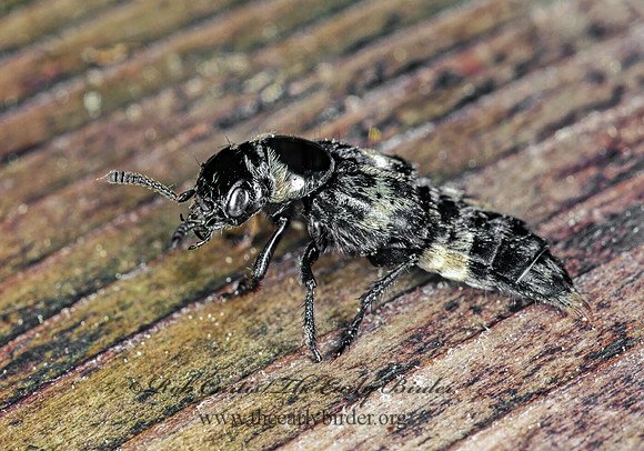 Creophilus maxillosus 150028z