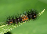Hypercompe scribonia GIANT LEOPARD MOTH 9013492z