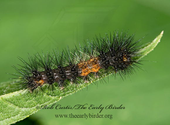 Hypercompe scribonia GIANT LEOPARD MOTH 9013492z