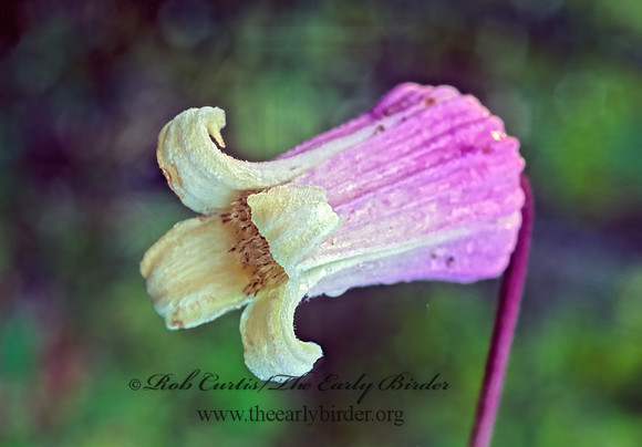 Clematis pitcheri  PURPLE LEATHERFLOWER 168116z