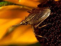 Scolops sulcipes 1113915 z