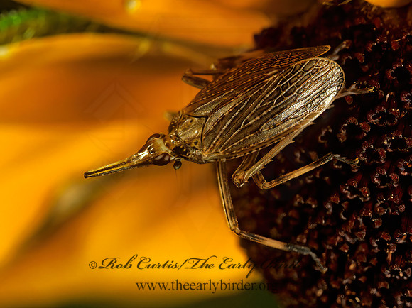 Scolops sulcipes 1113915 z