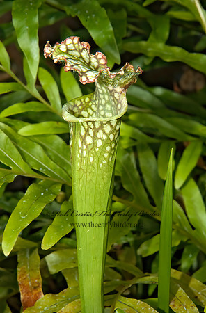 Sarracenia leucophylla  CRIMSON PITCHER PLANT 5011009z